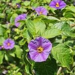 Lycianthes rantonnetii Flower