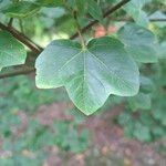 Acer × coriaceum Feuille