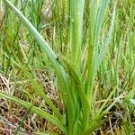 Anacamptis laxiflora Hoja