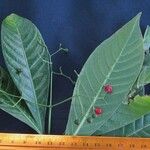 Psychotria marginata Egyéb