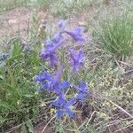 Delphinium nuttallianum Fiore