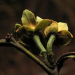 Guatteria punctata Flower