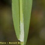 Cynosurus echinatus Ekosanga