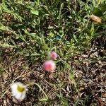 Erigeron modestus Blüte