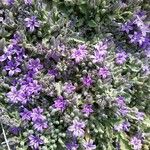 Campanula celsii Flor