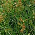 Carex oederi Habit