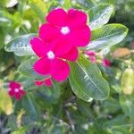 Catharanthus roseus Blüte