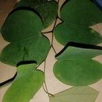 Bauhinia acuminata List