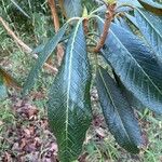 Rhododendron sinogrande Blad