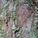 Chaetocarpus schomburgkianus Corteza