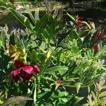 Paeonia delavayi عادت داشتن