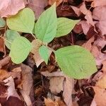 Cornus rugosa Feuille