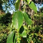 Prunus serotina Blatt