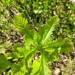 Quercus macrocarpa Blatt