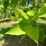 Liquidambar formosana Blad