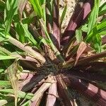 Setaria viridis Escorça