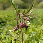 Geum rivaleFlower