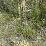 Aletris lutea Habit