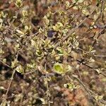 Ligustrum obtusifolium Lapas