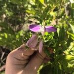 Polygala myrtifoliaFlor