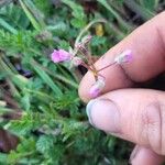 Erodium cicutariumപുഷ്പം