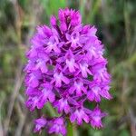 Anacamptis pyramidalisΛουλούδι