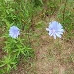 Cichorium endiviaКветка