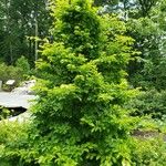 Parrotia persica Συνήθη χαρακτηριστικά