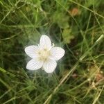 Parnassia palustris花