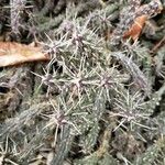 Cylindropuntia whipplei Foglia