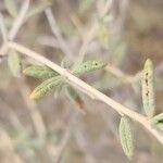 Helianthemum lippii Yaprak
