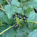 Cornus sanguineaFfrwyth