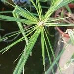 Cyperus papyrus Levél