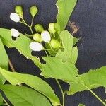 Cestrum fragile Otro