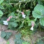 Silene dichotoma Bloem