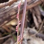 Setaria distans Floro