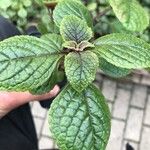 Streptocarpus saxorum Engl.Folha