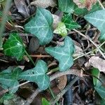 Hedera hibernica पत्ता