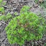 Euphorbia platyphyllos Leaf