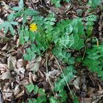 Aposeris foetida Folha