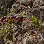 Agarista buxifolia 果