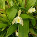 Sobralia fragrans Žiedas