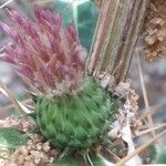 Ptilostemon casabonae Fruit