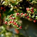 Cotoneaster horizontalis Alkat (teljes növény)