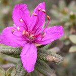 Rhododendron setosum Buveinė