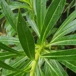 Lobelia stricta Blad