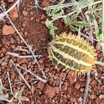 Cucumis ficifolius Gyümölcs