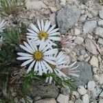 Townsendia exscapa Floare