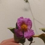 Cistus albidusBlomst