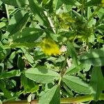 Trigonella esculenta Yaprak
